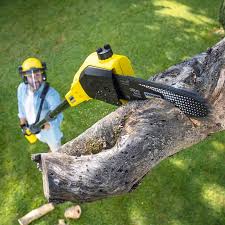 How Our Tree Care Process Works  in  Montesano, WA