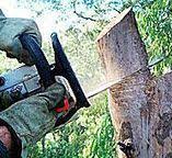 Best Tree and Shrub Care  in Montesano, WA