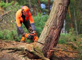 Best Stump Grinding and Removal  in Montesano, WA