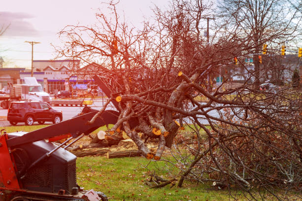 Best Stump Grinding and Removal  in Montesano, WA