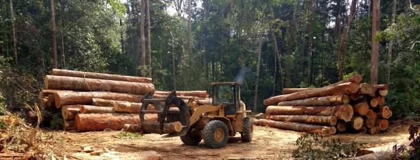 Best Tree Maintenance Programs  in Montesano, WA