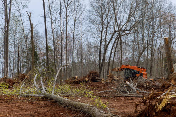 Best Hazardous Tree Removal  in Montesano, WA
