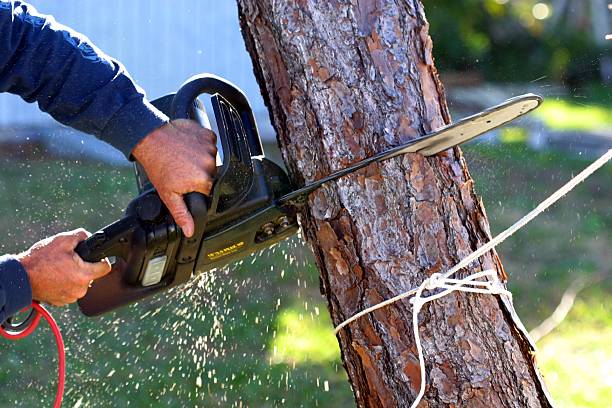 Montesano, WA Tree Care Company