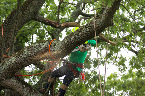 Best Tree Mulching  in Montesano, WA