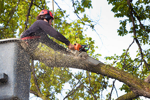 Mulching Services in Montesano, WA