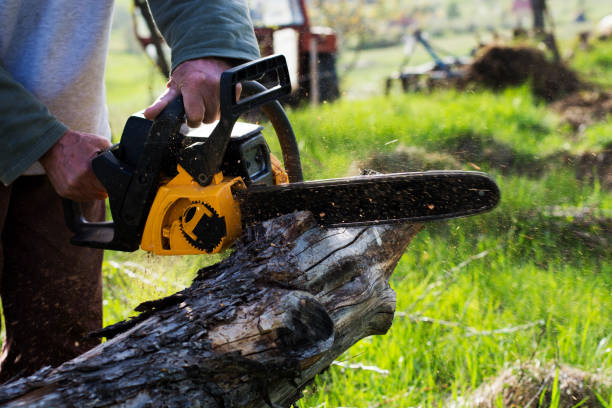 Best Lawn Disease Treatment  in Montesano, WA