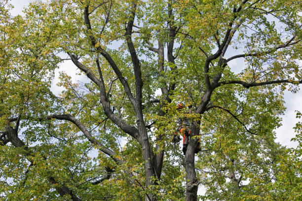 Best Commercial Tree Services  in Montesano, WA